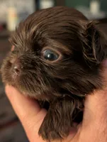 Blake, a male Shih Tzu for sale in Claxton, GA – 3 of 3