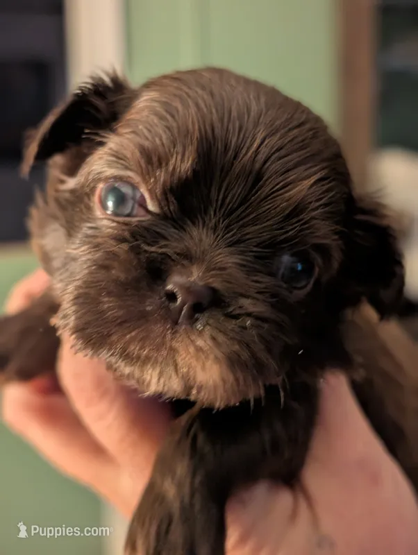 Blake – Shih Tzu puppy for sale in Claxton, GA