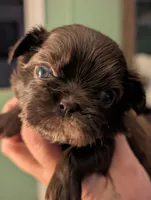 Blake, a male Shih Tzu for sale in Claxton, GA – 1 of 3
