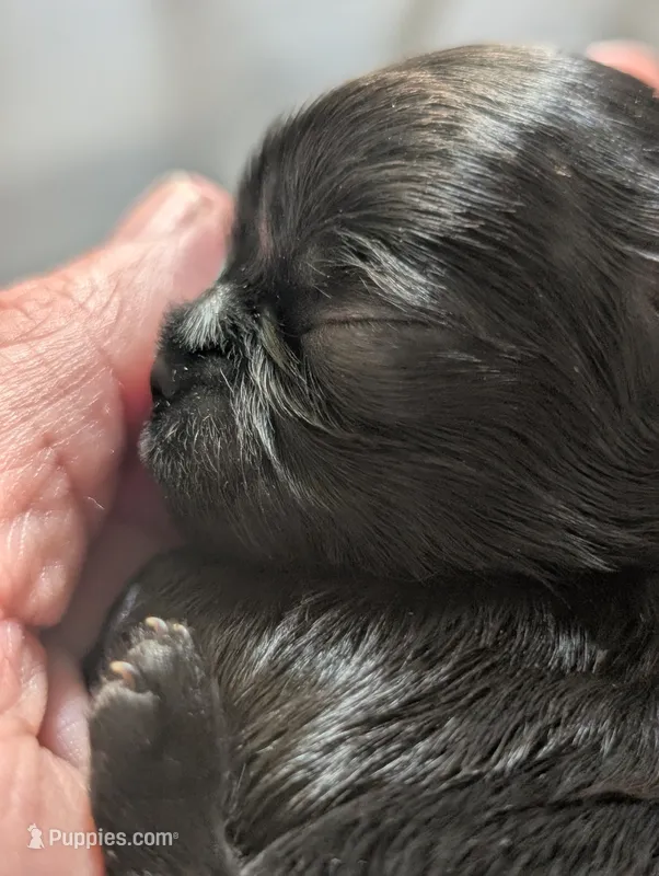 Zorro – Shih Tzu puppy for sale in Claxton, GA