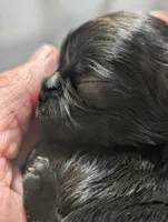 Zorro, a male Shih Tzu for sale in Claxton, GA – 1 of 3