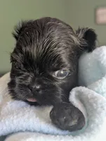 Coal, a male Shih Tzu for sale in Claxton, GA – 6 of 7