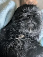 Jet, a male Shih Tzu for sale in Claxton, GA – 4 of 4