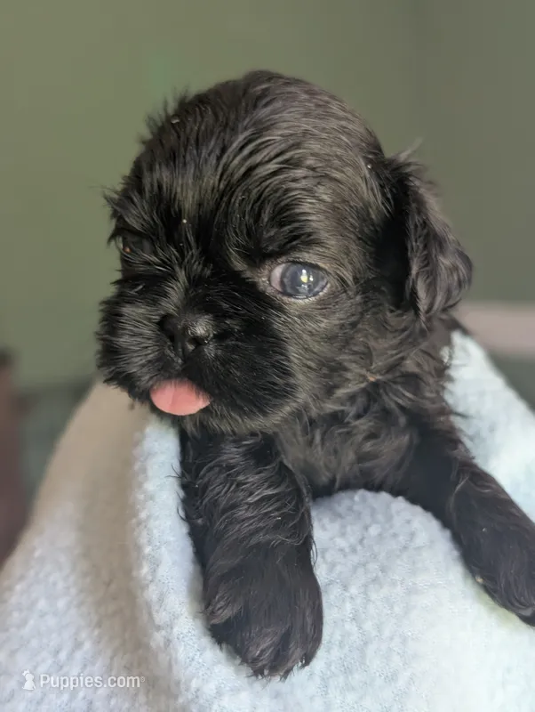 Coal – Shih Tzu puppy for sale in Claxton, GA