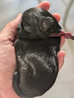 Zorro, a male Shih Tzu for sale in Claxton, GA – 2 of 3