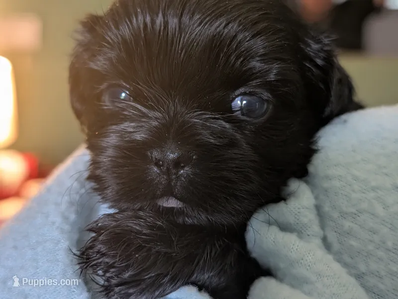 Raven – Shih Tzu puppy for sale in Claxton, GA