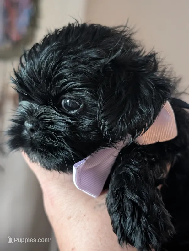 Jet – Shih Tzu puppy on hold in Claxton, GA