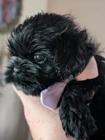 Jet, a male Shih Tzu for sale in Claxton, GA – 1 of 7
