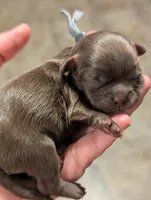 Chesney, a female Shih Tzu for sale in Claxton, GA – 1 of 3