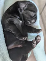 Dolly, a female Shih Tzu for sale in Claxton, GA – 3 of 4