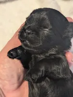 Coal, a male Shih Tzu for sale in Claxton, GA – 2 of 3