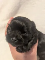 Raven, a female Shih Tzu for sale in Claxton, GA – 4 of 4
