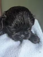 Onyx , a male Shih Tzu for sale in Claxton, GA – 4 of 5
