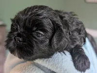 Jet, a male Shih Tzu for sale in Claxton, GA – 3 of 4