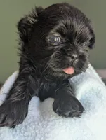 Coal, a male Shih Tzu for sale in Claxton, GA – 7 of 7