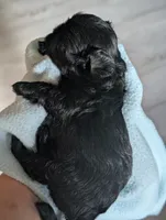 Onyx , a male Shih Tzu for sale in Claxton, GA – 2 of 5