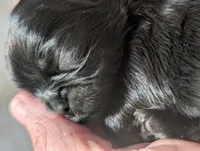 Zorro, a male Shih Tzu for sale in Claxton, GA – 3 of 3