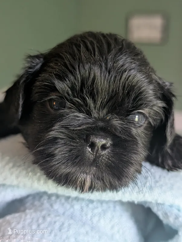 Jet – Shih Tzu puppy for sale in Claxton, GA
