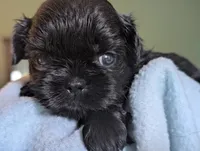 Onyx , a male Shih Tzu for sale in Claxton, GA – 5 of 5