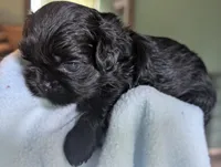 Onyx , a male Shih Tzu for sale in Claxton, GA – 3 of 5