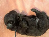 Rhett, a male Shih Tzu for sale in Claxton, GA – 2 of 2