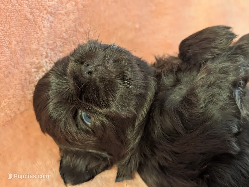 Rhett – Shih Tzu puppy for sale in Claxton, GA