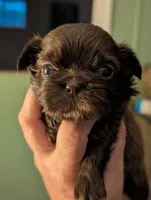 Blake, a male Shih Tzu for sale in Claxton, GA – 2 of 3
