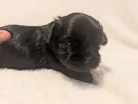 Raven, a female Shih Tzu for sale in Claxton, GA – 3 of 4