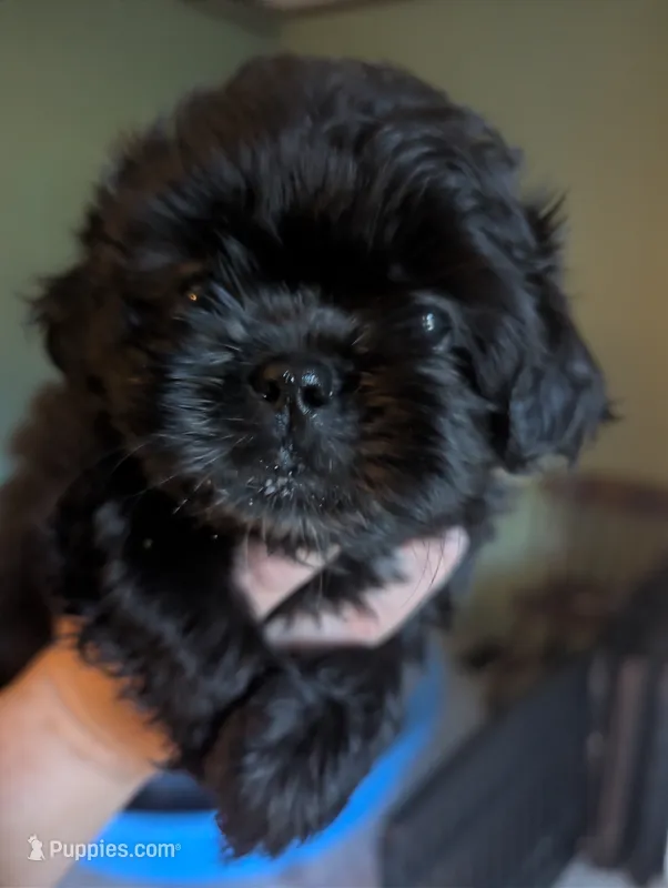 Dolly – Shih Tzu puppy for sale in Claxton, GA
