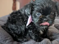 Jet, a male Shih Tzu for sale in Claxton, GA – 6 of 7