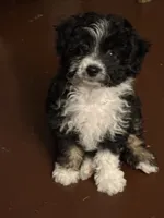 Boy puppy, a male Maltipoo and Maltese for sale in Panorama City, CA – 3 of 4