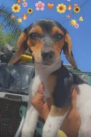 Bubbles, a female Beagle and Chihuahua for sale in Panorama City, CA – 3 of 3