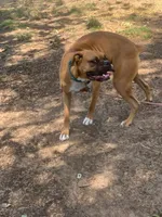 Valentina, a female Boxer for sale in Panorama City, CA – 4 of 4