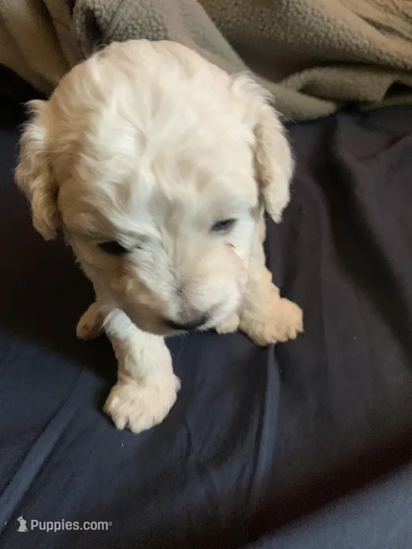 Puppy – Maltese puppy for sale in Panorama City, CA