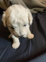 Puppy, a female Maltese for sale in Panorama City, CA – 1 of 1