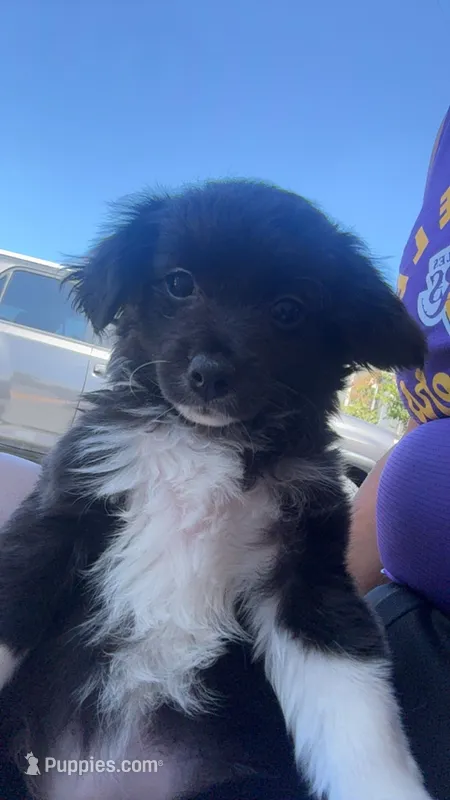 Girl 1 – Chihuahua, Maltese puppy for sale in Panorama City, CA