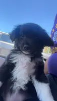 Girl 1, a female Chihuahua and Maltese for sale in Panorama City, CA – 1 of 2