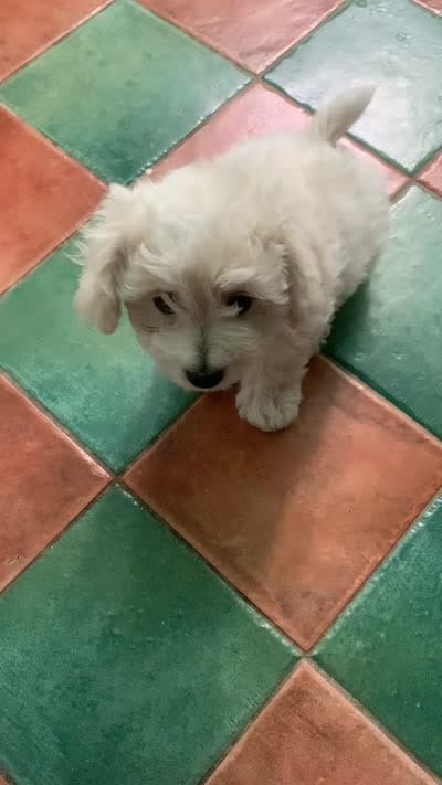 Boy Puppy 1, a male Maltipoo and Maltese for sale in Panorama City, CA – 4 of 4