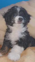 Boy puppy, a male Maltipoo and Maltese for sale in Panorama City, CA – 2 of 4