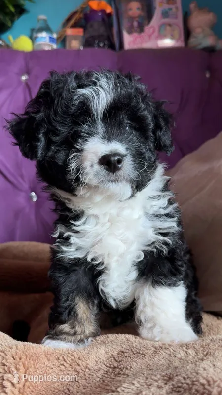 Boy puppy, a male Maltipoo and Maltese for sale in Panorama City, CA – 1 of 4