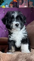 Boy puppy, a male Maltipoo and Maltese for sale in Panorama City, CA – 1 of 4