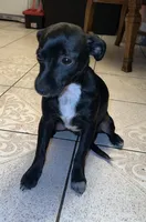 Panthera , a female Chihuahua for sale in Panorama City, CA – 3 of 3
