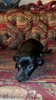 Panthera , a female Chihuahua for sale in Panorama City, CA – 2 of 3