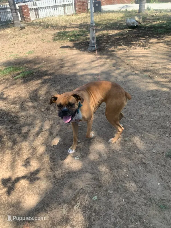 Valentina – Boxer puppy for sale in Panorama City, CA