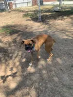 Valentina, a female Boxer for sale in Panorama City, CA – 1 of 4