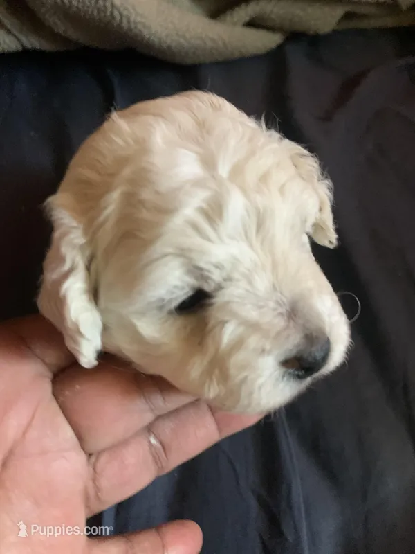 Puppy – Maltese puppy for sale in Panorama City, CA