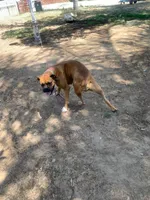 Valentina, a female Boxer for sale in Panorama City, CA – 3 of 4