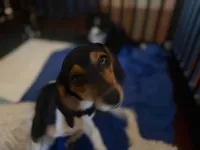 Bubbles, a female Beagle and Chihuahua for sale in Panorama City, CA – 2 of 3