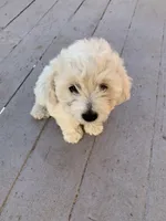 Boy Puppy 1, a male Maltipoo and Maltese for sale in Panorama City, CA – 2 of 4