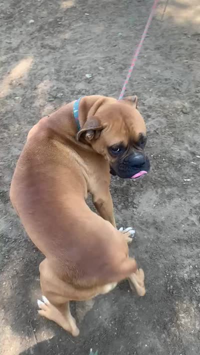 Valentina, a female Boxer for sale in Panorama City, CA – 2 of 4